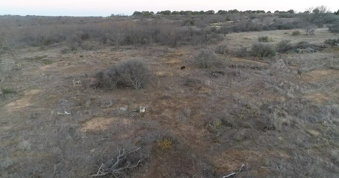 Aerial Video Of White-tailed Deer And Wild Hogs On A Ranch In Texas