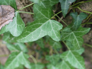 leaves 1