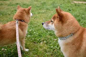 柴犬・芝生・多頭