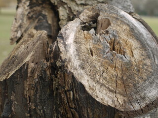 tree stump