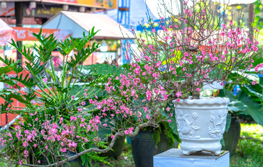 Cherry blossoms in spring sunshine flamboyance in the garden, flowers typical cold countries and usually blooming in spring, flowers are dying so people are kept indoors during the Lunar New Year.