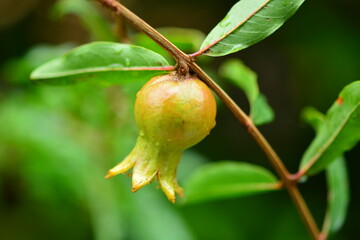 The pomegranate, Punica granatum is a fruit bearing deciduous shrub in the family Lythraceae, subfamily Punicoideae, that grows between 5 and 10 m  tall.