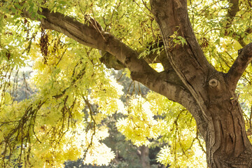 autumn foliage on tree in soft sunlight