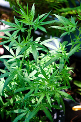 closeup image of a marijuana plant 