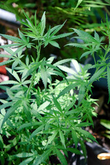 closeup image of a marijuana plant 