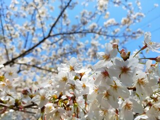 快晴の青空を背景にした満開の桜（ソメイヨシノ）の花の春の風景（コピースペースあり）