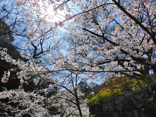 快晴の青空と史跡和歌山城を背景にした桜(ソメイヨシノ）の花がある春の風景(コピースペースあり)