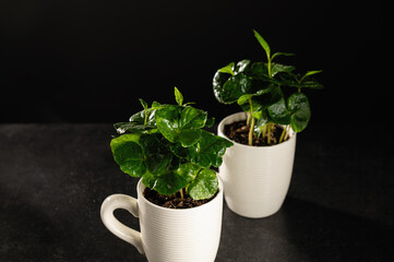 coffee tree sprouts in cups, seedlings on a dark background, grow coffee at home