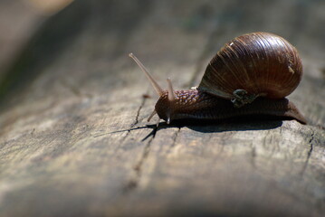 A snail on an old log on a sunny summer day. Moscow region. Russia.