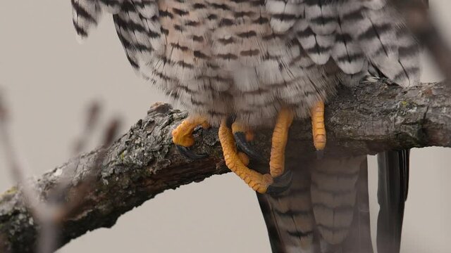 Peregrine Falcon Video Clip in 4k