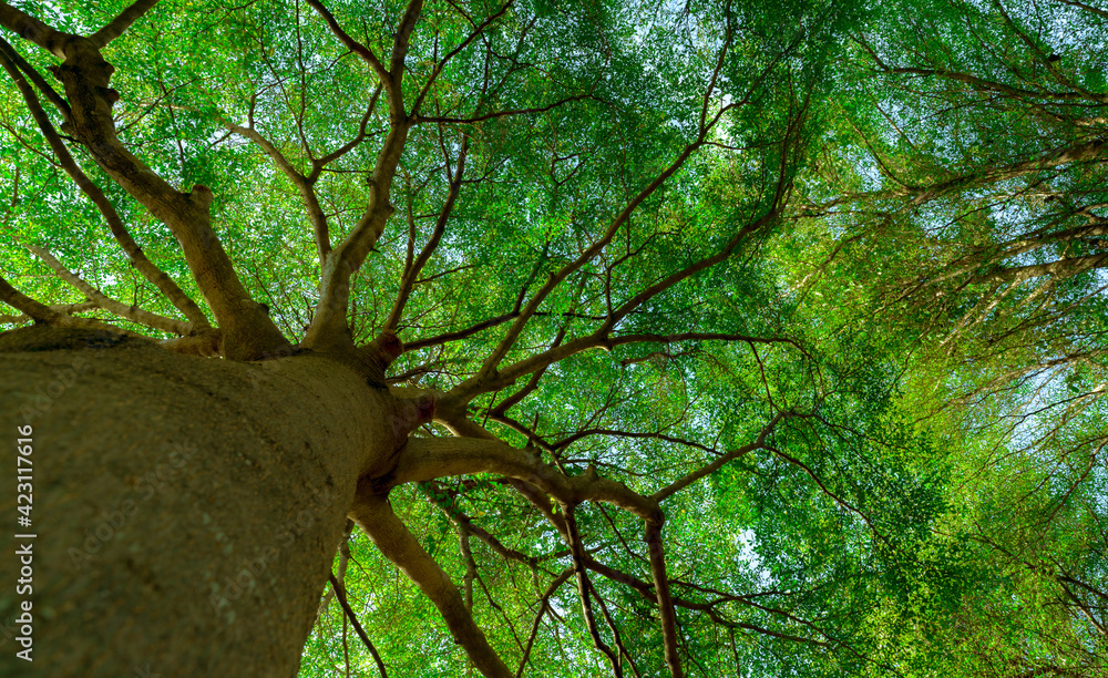 Canvas Prints bottom view of tree trunk to green leaves of big tree in tropical forest with sunlight. fresh enviro