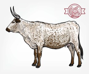 Breeding cattle. silhouette of a grazing cow. vector illustration isolated on white background