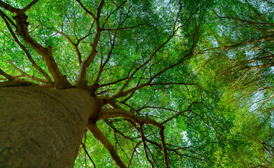 Bottom view of tree trunk to green leaves of big tree in tropical forest with sunlight. Fresh...