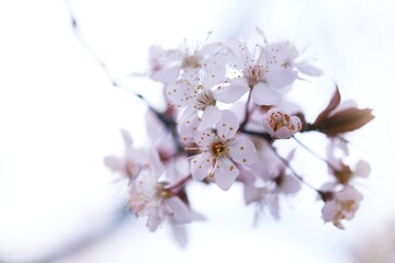 Cherry Blossom or Sakura flower on nature background.