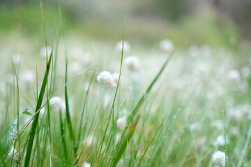 green grass with dew drops