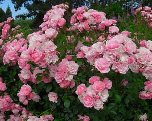 Pretty Bright Pink Bonica Rose Flowers Bloom in a rose garden