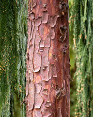 A tree on a farm in Oregon