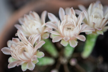 Fototapeta na wymiar Close up cactus on flowers.