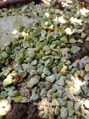pebbles scattered on the ground