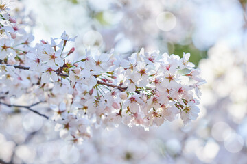 綺麗な春の満開の桜の花の風景