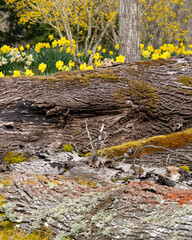 Moss and lichen on trees with daffodils in a garden in the Spring in Oregon