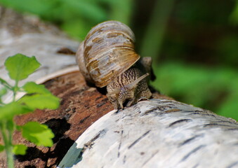 A snail on an old log on a sunny summer day. Moscow region. 