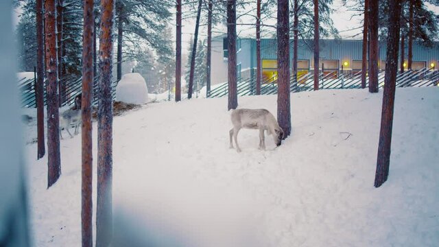 Reindeer in a winter forest, outside of a hotel in Lapland - tracking view- Rangifer tarandus