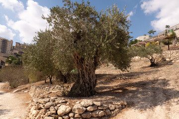 Old olive tree trunk and branches.