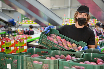Efficient serious man worker in mask and gloves working with fresh tropical mango during packaging at warehouse