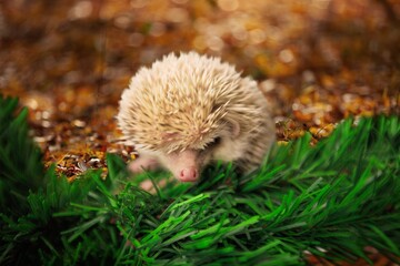 Hedgehog.