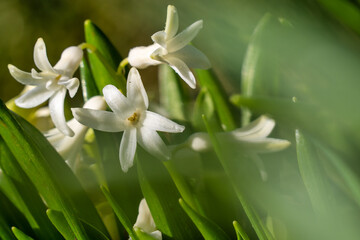 Flowers in the spring in a garden