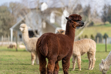Alpacas in the Spring on a farm in Oregon