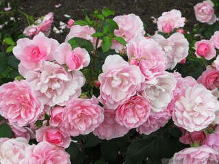Pretty Bright Pink Bonica Rose Flowers bloom in a rose garden
