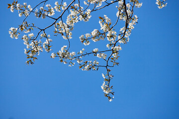 春の満開の桜の花と綺麗な青空の風景