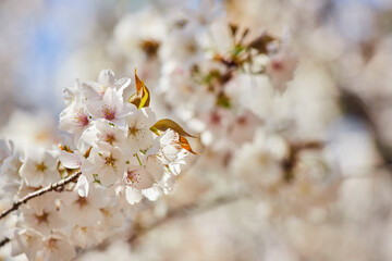 綺麗な春の満開の桜の花の風景