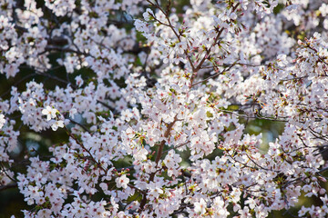 綺麗な春の満開の桜の花の風景