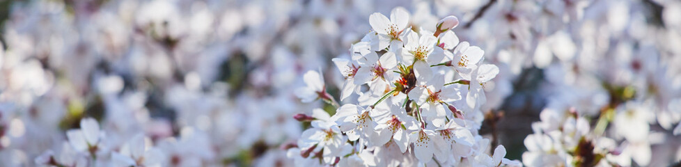 ワイド幅撮影した春の満開の桜の花の風景