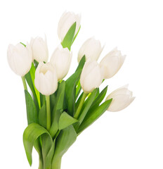 white tulips isolated on the white background