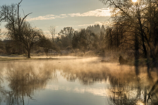 Fog on a pond during sunrise in the Spring in a garden on a farm in Oregon