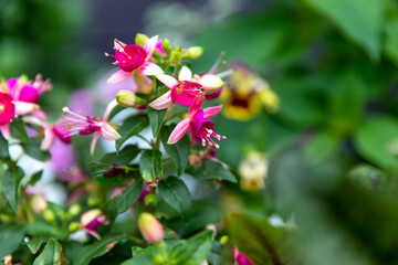 gros plan sur un groupe de fleurs rose avec un arrière plan de verdure en été