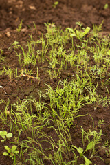 Young dill sprouts grow out of the ground in a greenhouse. Spring planting concept.