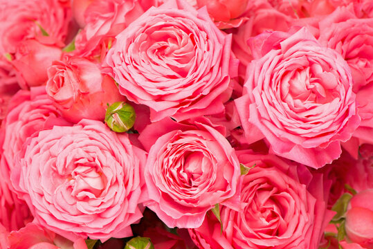 beautiful floral flower background - pink rose flower bouquet background