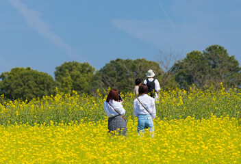 春の満開の菜の花の畑で散歩している人々の観光客の姿