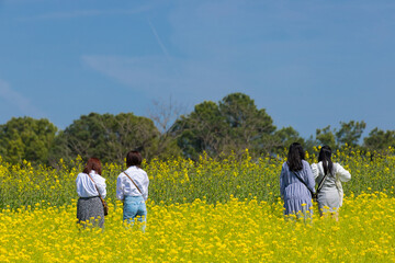 春の満開の菜の花の畑で散歩している人々の観光客の姿