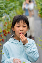 春のイチゴ狩り園でいちごを食べる可愛い子供の様子