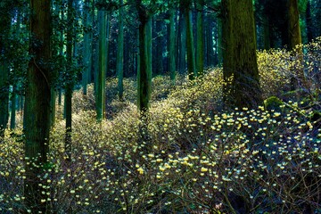 野倉のミツマタ