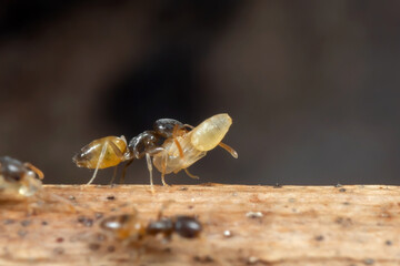 Macro Photo of Tiny Ant was Carrying Pupae while Running on Stick
