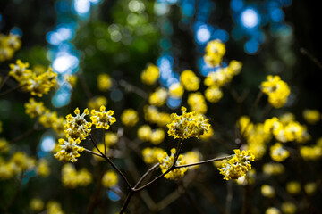 野倉のミツマタ