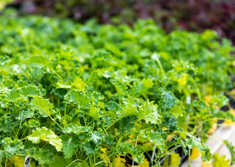 kale vert à vendre dans un marché local à la lumière du jour en été