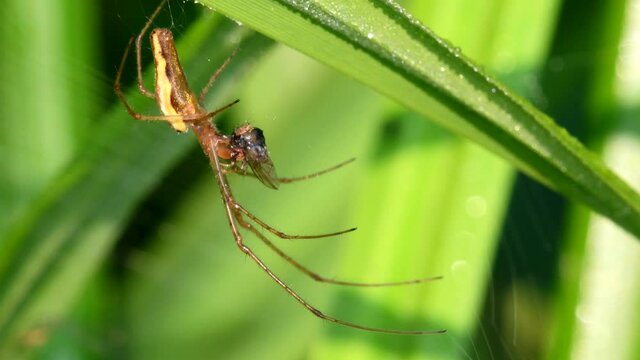 Shadow Stretch-spider, long-jawed orb weaver eats prey on a web. His Latin name is Tetragnatha montana